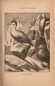 Hivernage_Cornbutte_BarcelonaCa1915_Aerfugl_NordNorge